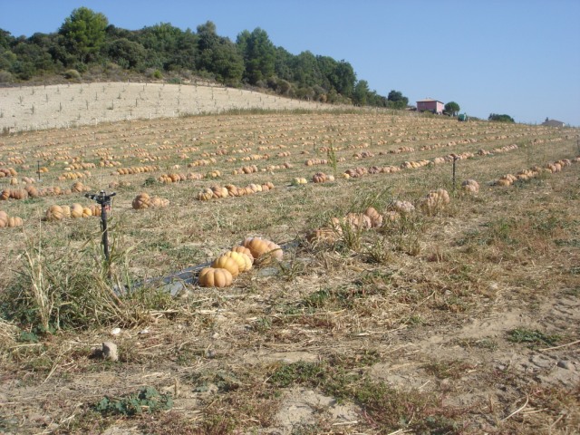 un champs de citrouille