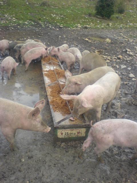 c'est que ça mange un cochon