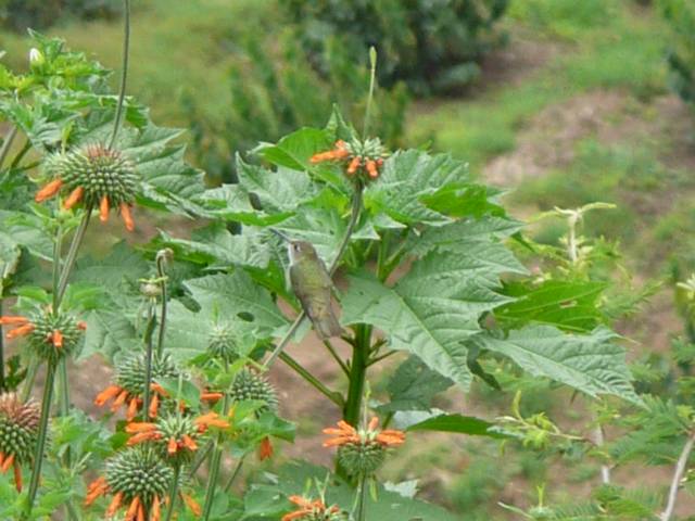 colibri