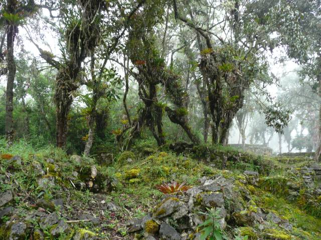 kuélap, jungle