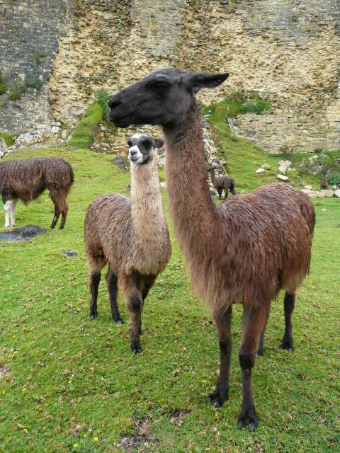 kuélap, camel
