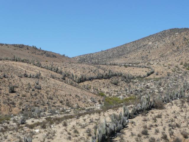 désert, cactus
