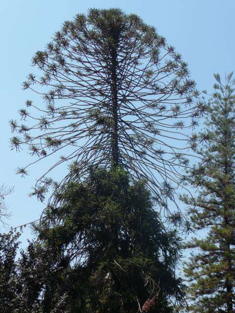 santiago, arbre