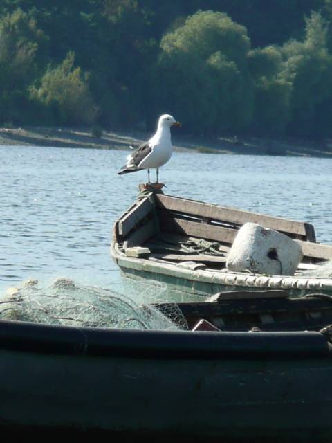 chiloé, mouette