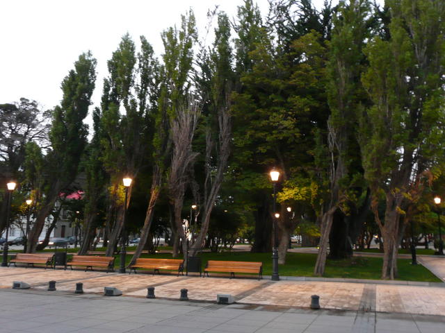 les arbres de punta arenas