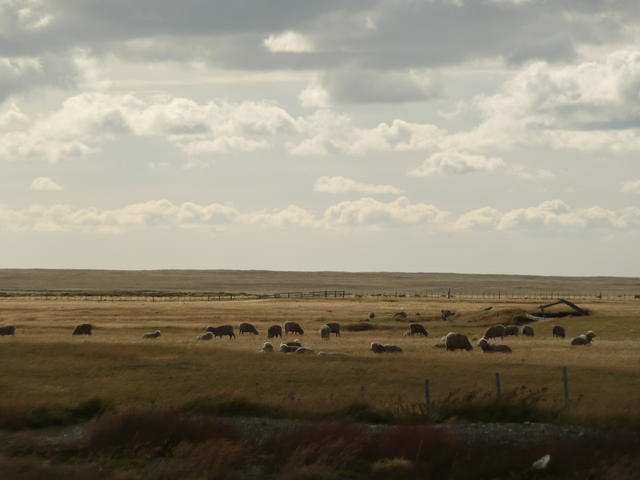 moutons