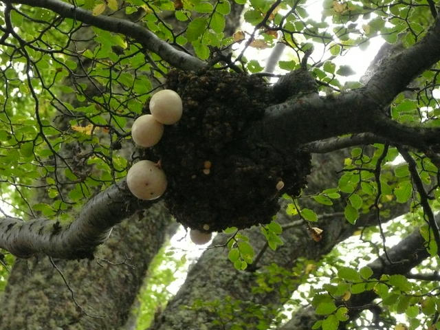 drole de champignons