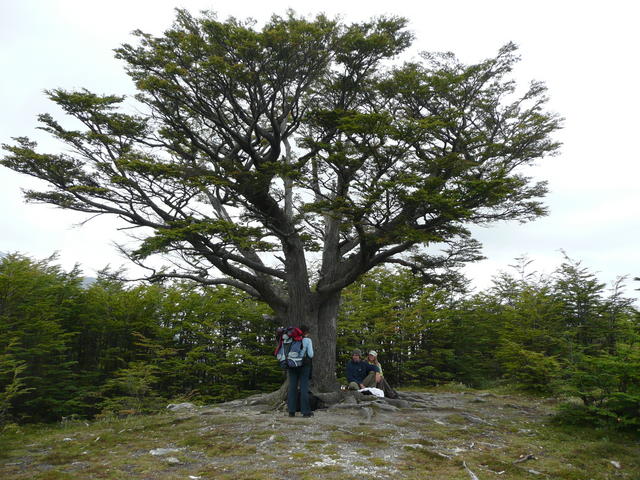 pique nique au pied de l'arbre