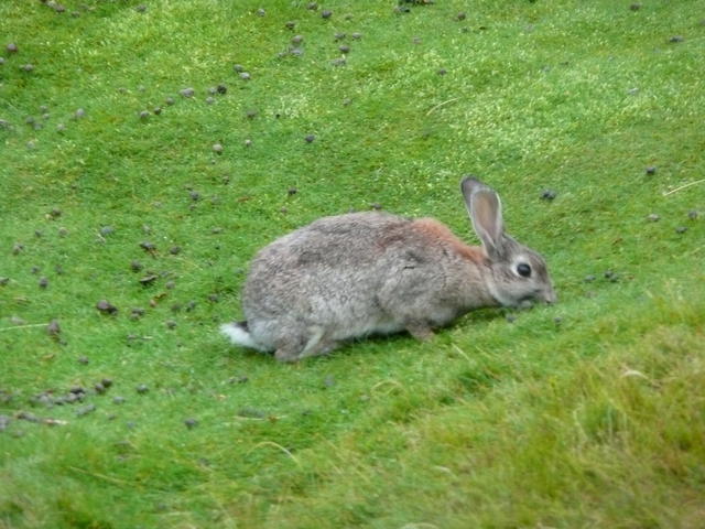 lapin