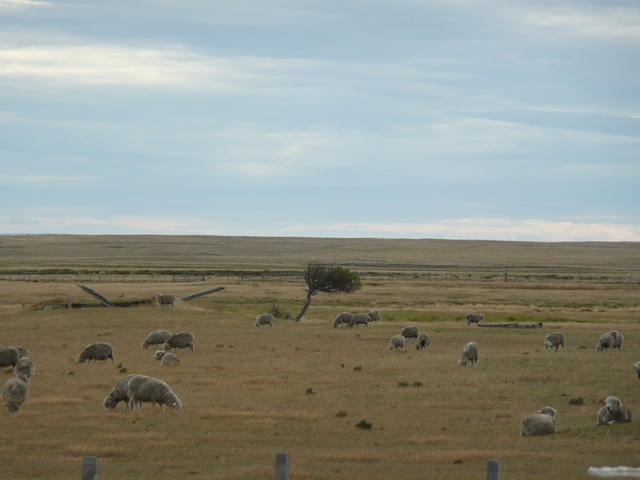 moutons dans le vent