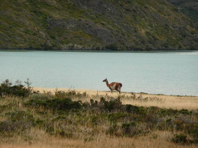 guanaco isolé