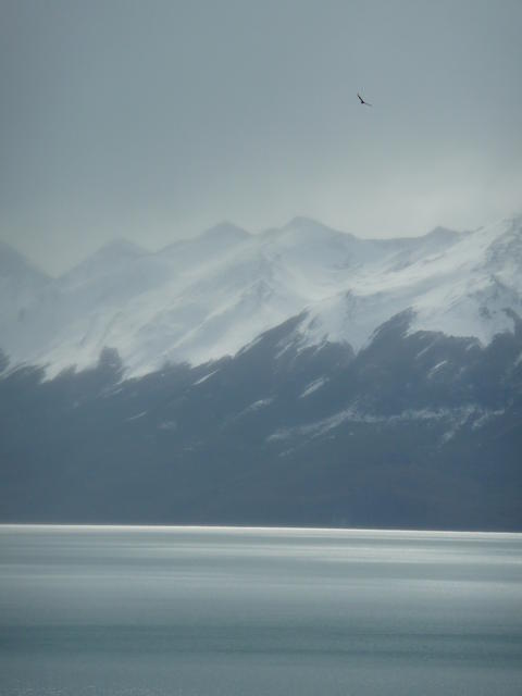 looking for condor