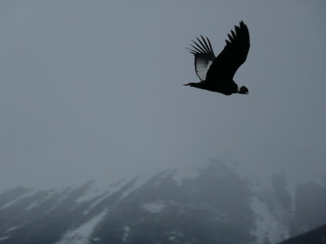 condor