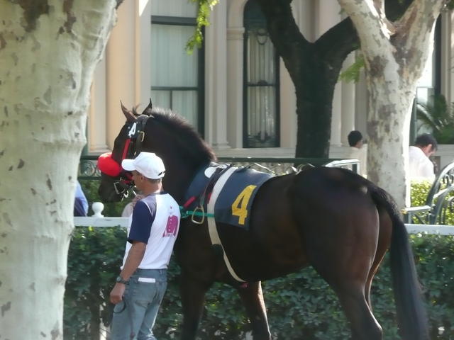 looking for saddle