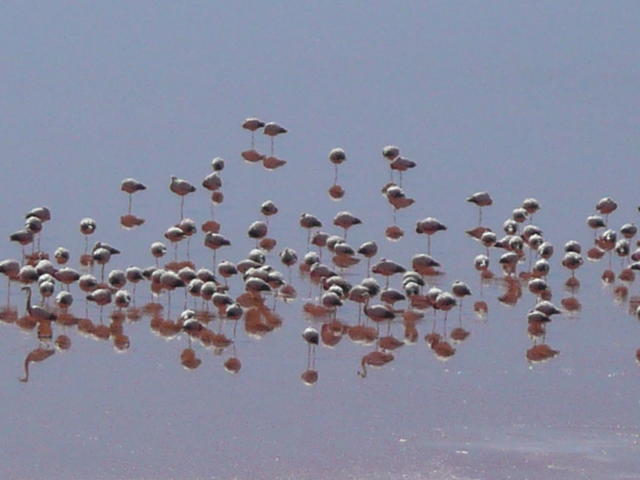 flamands roses