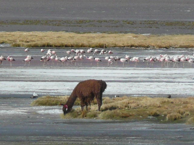 le lama et les flamands