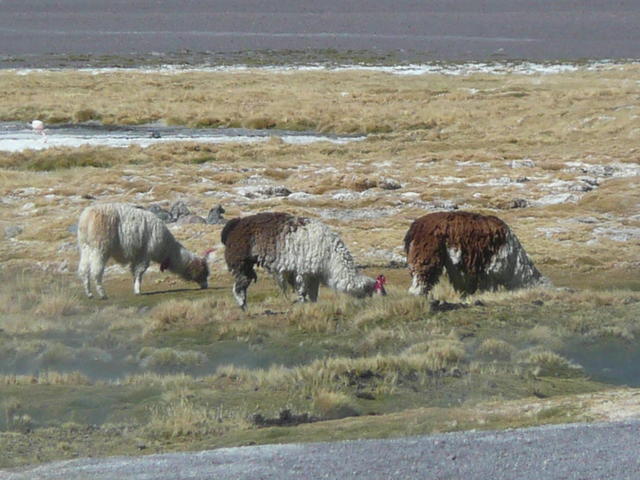 rasta lamas