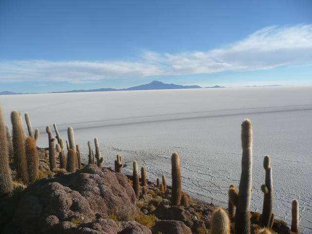 cactus et traces de pneus