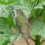 colibri
