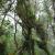 kuélap, jungle