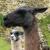 kuélap, camel