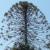 santiago, arbre