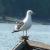 chiloé, mouette