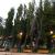 les arbres de punta arenas