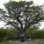 pique nique au pied de l'arbre