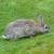 lapin