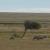 moutons dans le vent