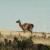 guanaco isolé