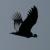 condor