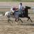 premier galop