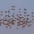 flamands roses